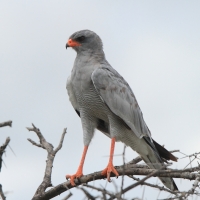 Jastrzębiak jasny - Melierax canorus - Pale Chanting Goshawk
