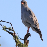 Jastrzębiak jasny - Melierax canorus - Pale Chanting Goshawk