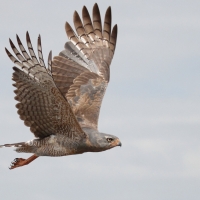 Jastrzębiak mały - Micronisus gabar - Gabar Goshawk