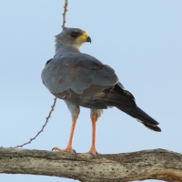 Jastrzębiak popielaty - Melierax poliopterus - Eastern Chanting Goshawk