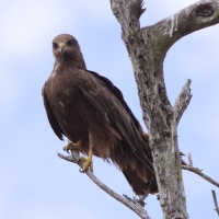 Kania czarna - Milvus migrans - Black Kite