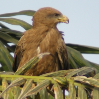 Kania egipska - Milvus migrans aegyptius - Yellow-billed Kite