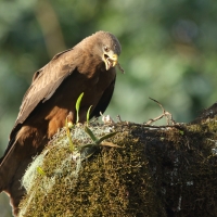 Kania egipska - Milvus migrans aegyptius - Yellow-billed Kite