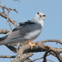 Kaniuk - Elanus caeruleus - Black-winged Kite