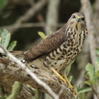 Krogulec trzypręgowy - Accipiter tachiro - African Goshawk