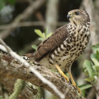 Krogulec trzypręgowy - Accipiter tachiro - African Goshawk