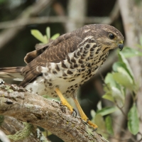 Krogulec trzypręgowy - Accipiter tachiro - African Goshawk