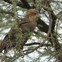 Kuglarz - Terathopius ecaudatus - Bateleur
