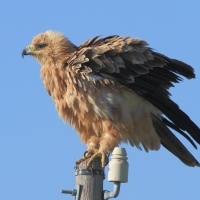 Orzeł sawannowy - Aquila rapax - Tawny Eagle
