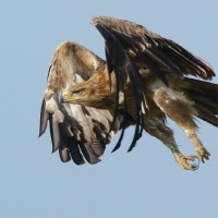 Orzeł sawannowy - Aquila rapax - Tawny Eagle