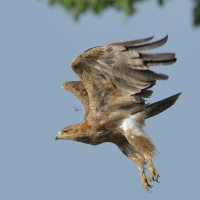 Orzeł sawannowy - Aquila rapax - Tawny Eagle