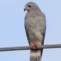 Jaszczurkołap - Kaupifalco monogrammicus - Lizard Buzzard