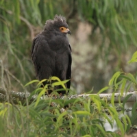 Owadożer palmowy - Polyboroides typus - African Harrier Hawk