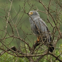 Owadożer palmowy - Polyboroides typus - African Harrier Hawk