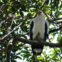 Palmojad - Gypohierax angolensis - Palm-nut Vulture