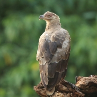 Palmojad - Gypohierax angolensis - Palm-nut Vulture