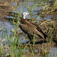 Sęp brunatny - Necrosyrtes monachus - Hooded Vulture