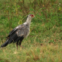 Sekretarz - Sagittarius serpentarius - Secretary-bird