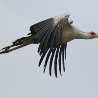 Sekretarz - Sagittarius serpentarius - Secretary-bird