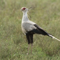 Sekretarz - Sagittarius serpentarius - Secretary-bird
