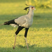 Sekretarz - Sagittarius serpentarius - Secretary-bird