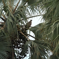 Sęp afrykański - Gyps africanus - White-backed Vulture
