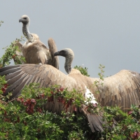 Sęp afrykański - Gyps africanus - White-backed Vulture