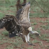 Sęp plamisty - Gyps rueppelli - Rüppell's Vulture