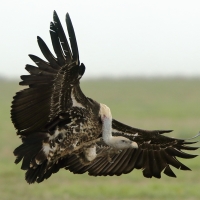 Sęp plamisty - Gyps rueppelli - Rüppell's Vulture