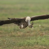 Sęp plamisty - Gyps rueppelli - Rüppell's Vulture