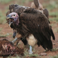 Sęp uszaty - Torgos tracheliotos - Lappet-faced Vulture