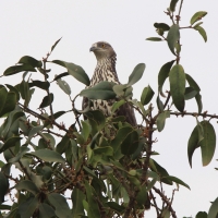 Trzmielojad - Pernis apivorus - European Honey Buzzard