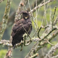 Orlik długoczuby - Lophaetus occipitalis - Long-crested Eagle