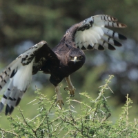 Orlik długoczuby - Lophaetus occipitalis - Long-crested Eagle