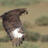 Orlik długoczuby - Lophaetus occipitalis - Long-crested Eagle
