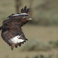 Orlik długoczuby - Lophaetus occipitalis - Long-crested Eagle