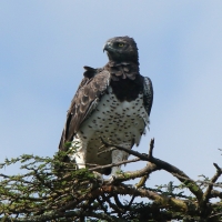 Wojownik zbrojny - Polemaetus bellicosus - Martial Eagle