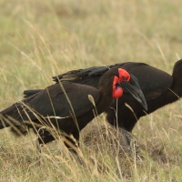 Dzioboróg kafryjski - Bucorvus leadbeateri - Southern Ground Hornbill