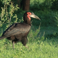 Dzioboróg kafryjski - Bucorvus leadbeateri - Southern Ground Hornbill