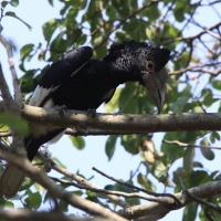 Dzioborożec baniastoczoły - Bycanistes subcylindricus - Black-and-white-casqued Hornbill