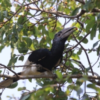 Dzioborożec baniastoczoły - Bycanistes subcylindricus - Black-and-white-casqued Hornbill