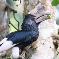 Dzioborożec baniastoczoły - Bycanistes subcylindricus - Black-and-white-casqued Hornbill