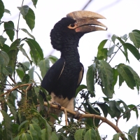 Dzioborożec białosterny - Bycanistes albotibialis - White-thighed Hornbill