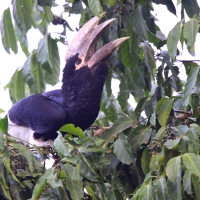 Dzioborożec białosterny - Bycanistes albotibialis - White-thighed Hornbill