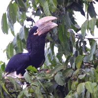 Dzioborożec białosterny - Bycanistes albotibialis - White-thighed Hornbill