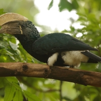 Dzioborożec srebrnolicy - Bycanistes brevis - Silvery-cheeked Hornbill