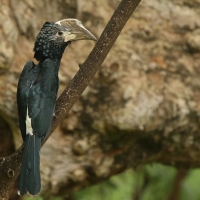 Dzioborożec srebrnolicy - Bycanistes brevis - Silvery-cheeked Hornbill