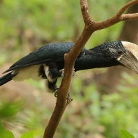 Dzioborożec srebrnolicy - Bycanistes brevis - Silvery-cheeked Hornbill