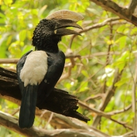 Dzioborożec srebrnolicy - Bycanistes brevis - Silvery-cheeked Hornbill