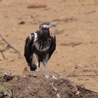 Bielik afrykański - Haliaeetus vocifer - African Fish Eagle